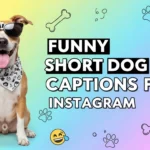 Funny Short Dog Captions for Instagram