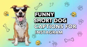 Funny Short Dog Captions for Instagram